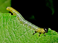 Euura miliaris larva